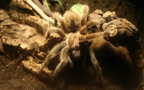 Araña Aterradora Criatura Insecto —  Fotos de Stock