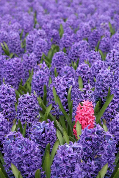 Fält Blommor Sommar Flora Och Natur — Stockfoto