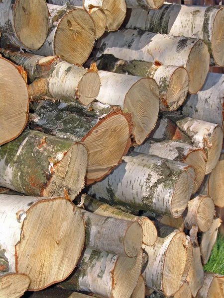 Brennholz Baumstämme — Stockfoto