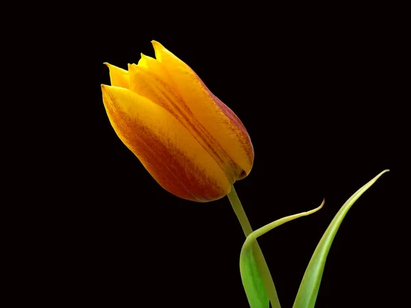 Живописный Вид Красивый Цветок Тюльпана — стоковое фото