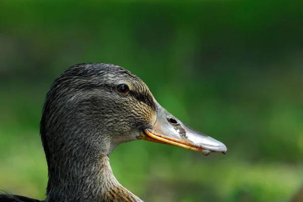 Observação Pássaros Tiro Pato Natureza Selvagem — Fotografia de Stock