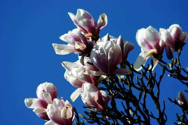 Manolya Çiçekleri Açar Bahar Çiçekleri Açar — Stok fotoğraf