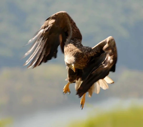 Vue Panoramique Majestueux Aigle Royal Nature Sauvage — Photo