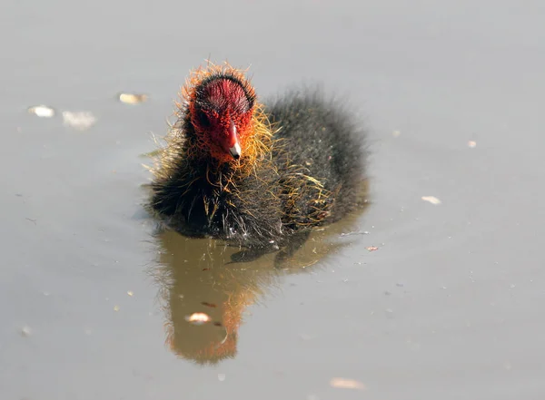 Oiseau Baignade Concept Sauvagerie — Photo