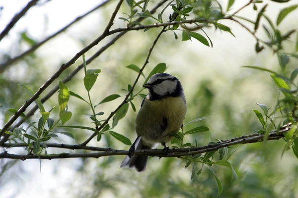 Malowniczy Widok Piękny Ptak Titmouse — Zdjęcie stockowe