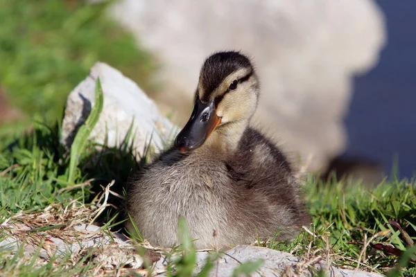 Simmande Fågel Vildhetsbegreppet — Stockfoto