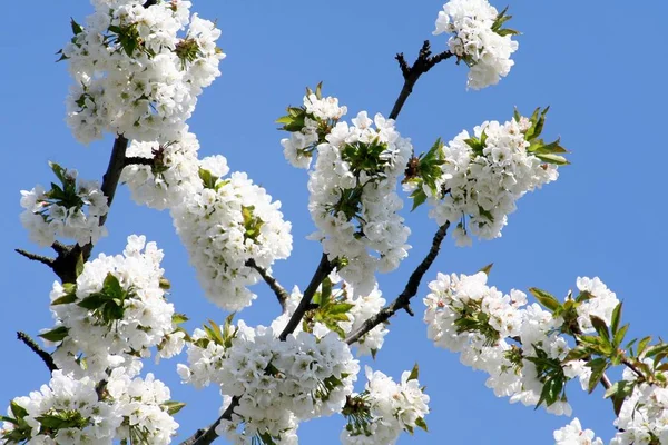 Třešňové Květy Strom Květinami Jaře — Stock fotografie