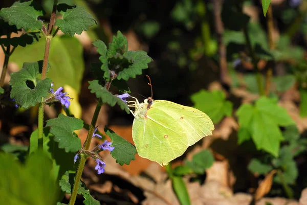 Borboleta Limão Flora Natureza Inseto — Fotografia de Stock