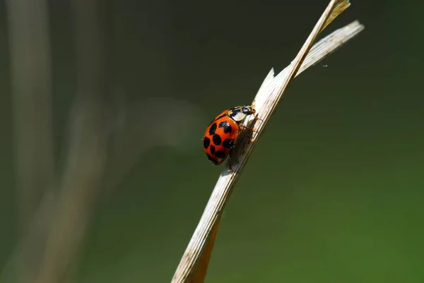 Close Van Een Insect Wilde Natuur — Stockfoto