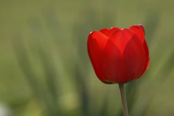 Schöne Blumen Blumiges Konzept Hintergrund — Stockfoto