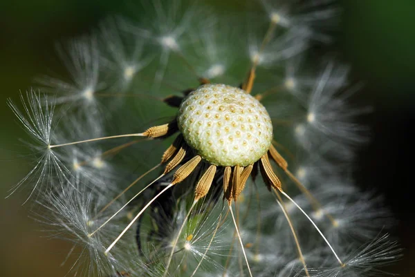 Piękne Botaniczne Ujęcie Naturalna Tapeta — Zdjęcie stockowe