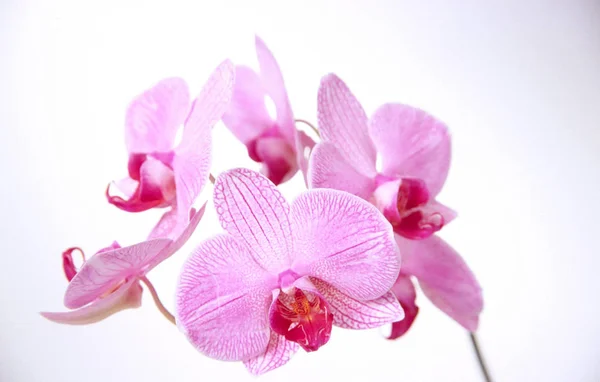 Pink Orchid Flower Petals — Stock Photo, Image