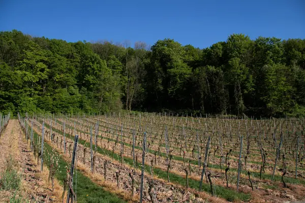 Weinanbau Weinrebe — Stockfoto