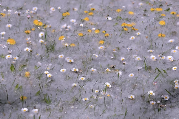 Piękne Botaniczne Ujęcie Naturalna Tapeta — Zdjęcie stockowe