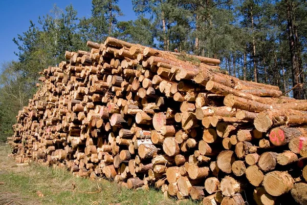 Houtblokken Het Bos — Stockfoto