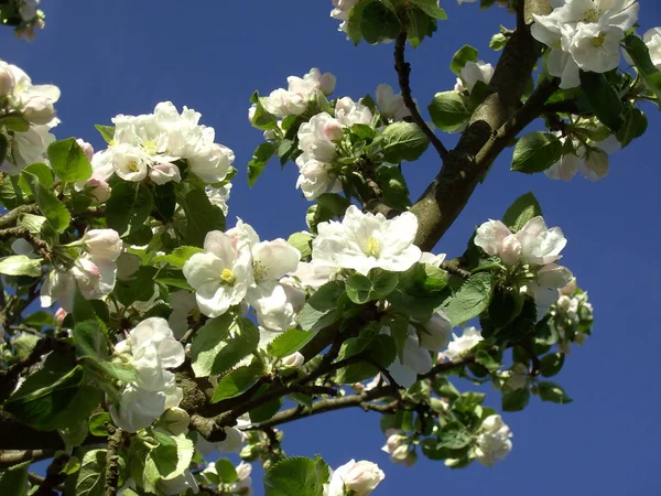 Весенние Цветы Ветвях Деревьев — стоковое фото