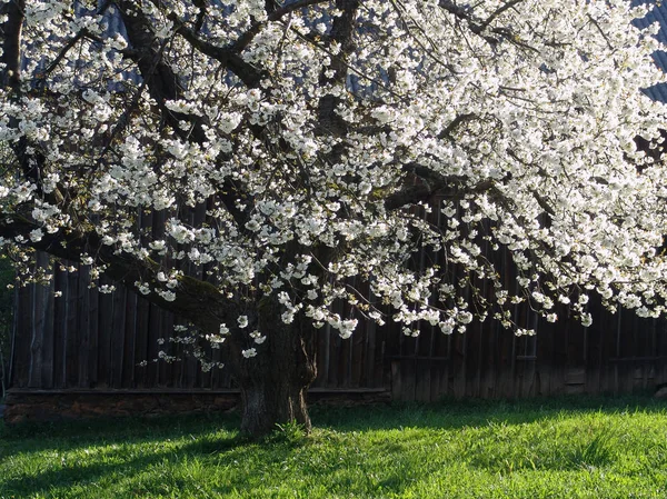 Cherry Tree Blossom Flowers Siring — Stock Photo, Image