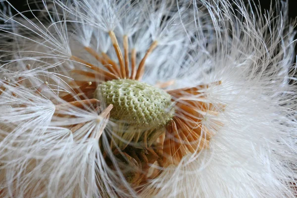 Nahaufnahme Von Natürlichen Löwenzahn Blume — Stockfoto