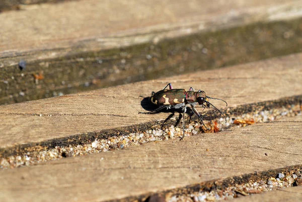 Close Van Een Insect Wilde Natuur — Stockfoto