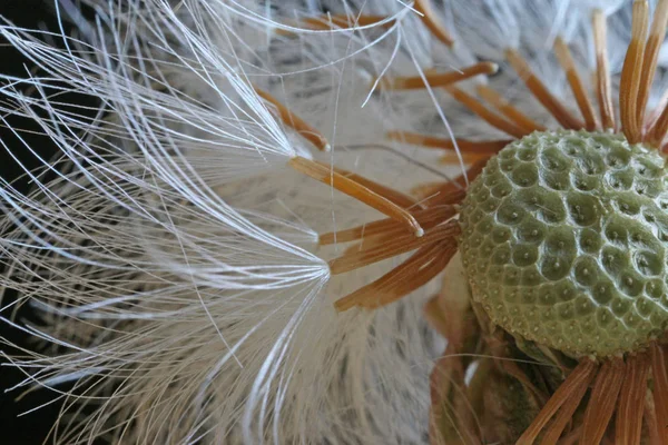 Doğal Karahindiba Çiçeğinin Yakın Görüntüsü — Stok fotoğraf