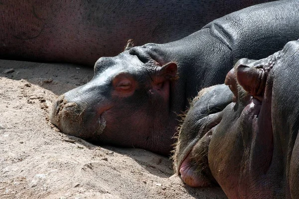 Hippopotamus Zoogdier Nijlpaard — Stockfoto