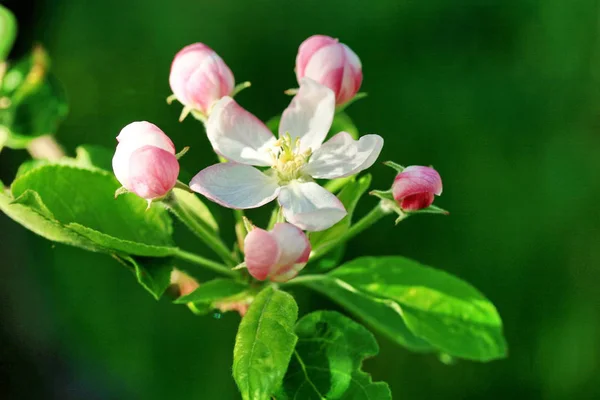 apple blossom trees, flowers petals