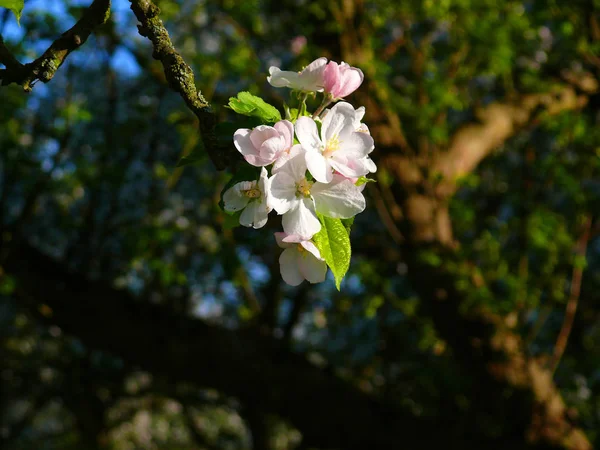 Fleurs Printanières Sur Les Branches Des Arbres — Photo