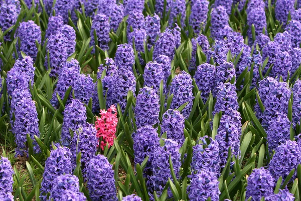 Campo Flores Flora Verão Natureza — Fotografia de Stock