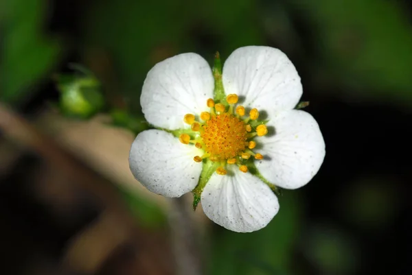 Vacker Botanisk Skott Naturliga Tapeter — Stockfoto