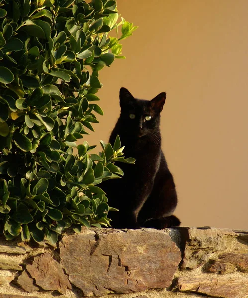 Retrato Gato Bonito — Fotografia de Stock