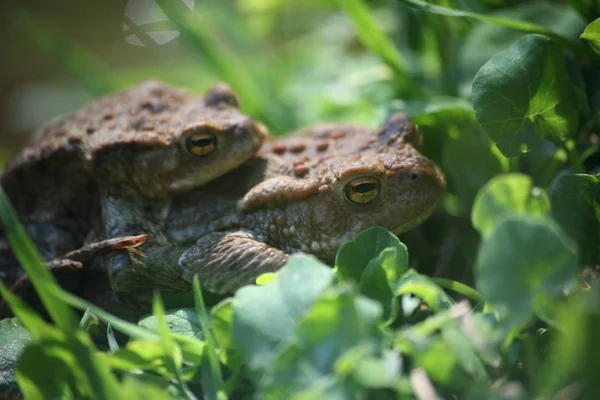 Obojživelné Zvíře Divoká Žába — Stock fotografie