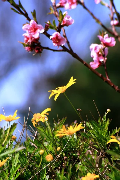 Beautiful Flowers Floral Concept Background — Stock Photo, Image