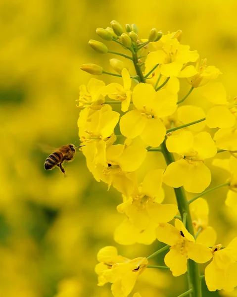 Los Campos Canola Están Actualmente Gran Demanda Bueno Hacemos Obtienes —  Fotos de Stock