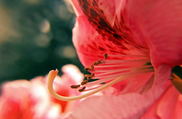 Närbild Röd Blomma — Stockfoto