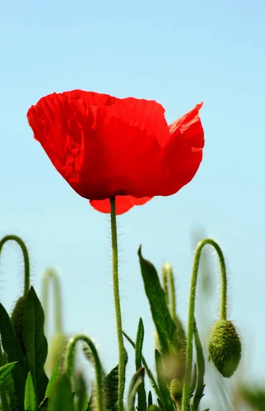 Nahaufnahme Von Schönen Wilden Mohnblumen — Stockfoto