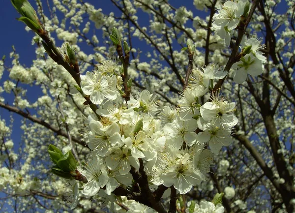 Wiosenne Kwiaty Drzewie Kwiaty Wiśni — Zdjęcie stockowe