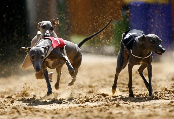 Due Simpatici Cani Che Corrono Terra — Foto Stock