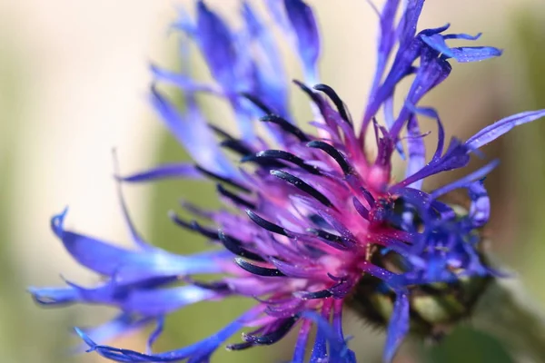 美しい花の景色 コーンフラワー — ストック写真