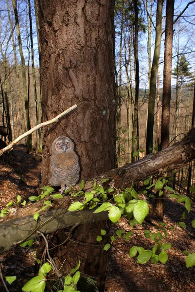 Fiatal Tawny Bagoly Természetes Környezetben — Stock Fotó