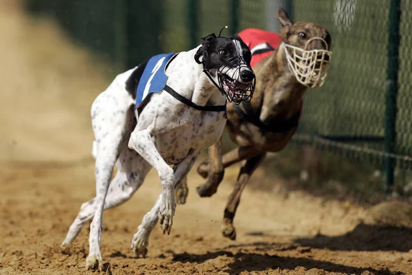 Cane Pugile Nel Parco — Foto Stock