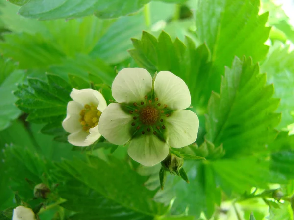 Vacker Botanisk Skott Naturliga Tapeter — Stockfoto