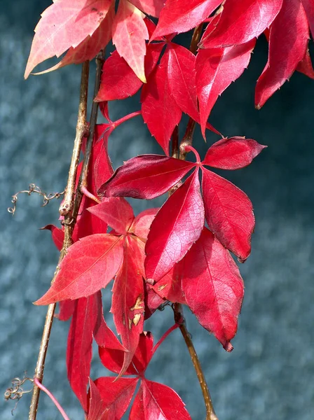 Folhas Outono Folhagem Flora Temporada Queda — Fotografia de Stock