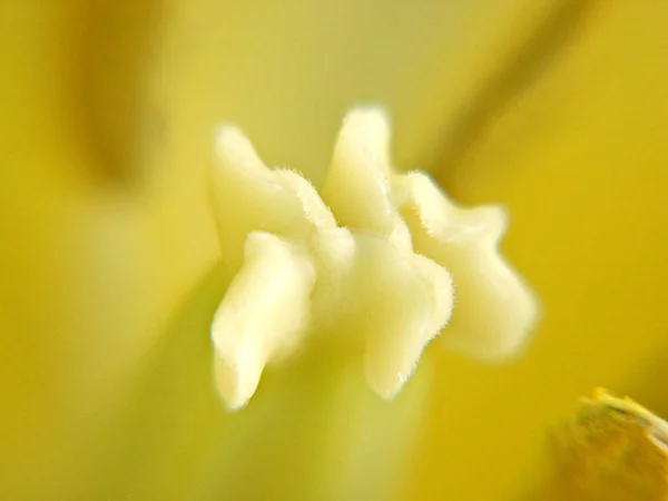美しい植物の芽自然壁 — ストック写真