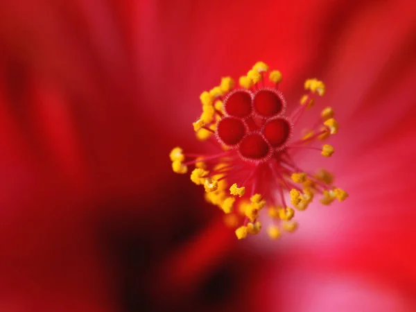 Güzel Çiçekler Çiçek Konsepti — Stok fotoğraf