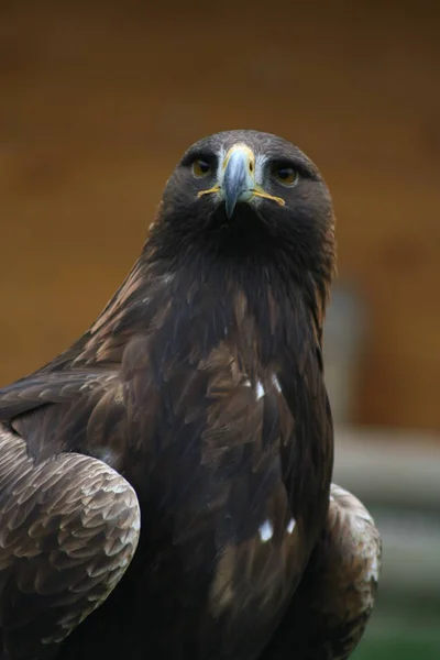 Vacker Utsikt Över Majestätisk Kungsörn Vild Natur — Stockfoto