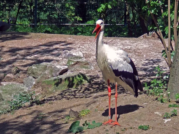 Vista Panorámica Hermoso Pájaro Cigüeña Naturaleza —  Fotos de Stock