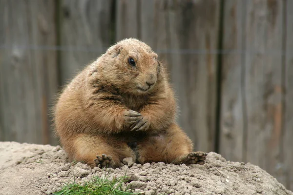 Closeup Animal Zoo — Stock Photo, Image