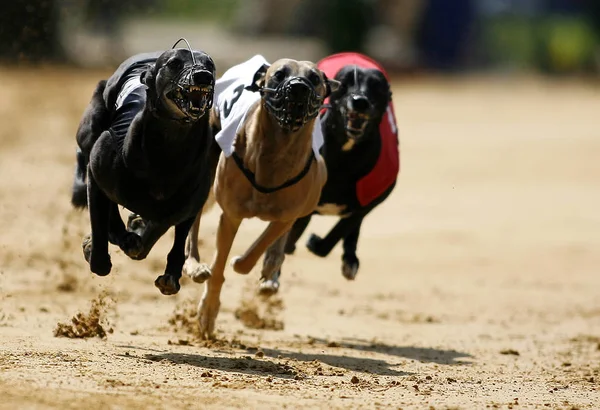 Cavallo Che Salta Nel Parco — Foto Stock