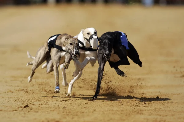 Correndo Touro Terrier Ação — Fotografia de Stock