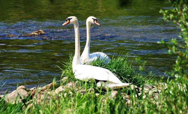 Scenic View Beautiful Bird Nature — Stock Photo, Image